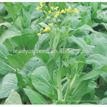 PK22 The no.2 white pakchoi shum seeds, different types of vegetable seeds for sale